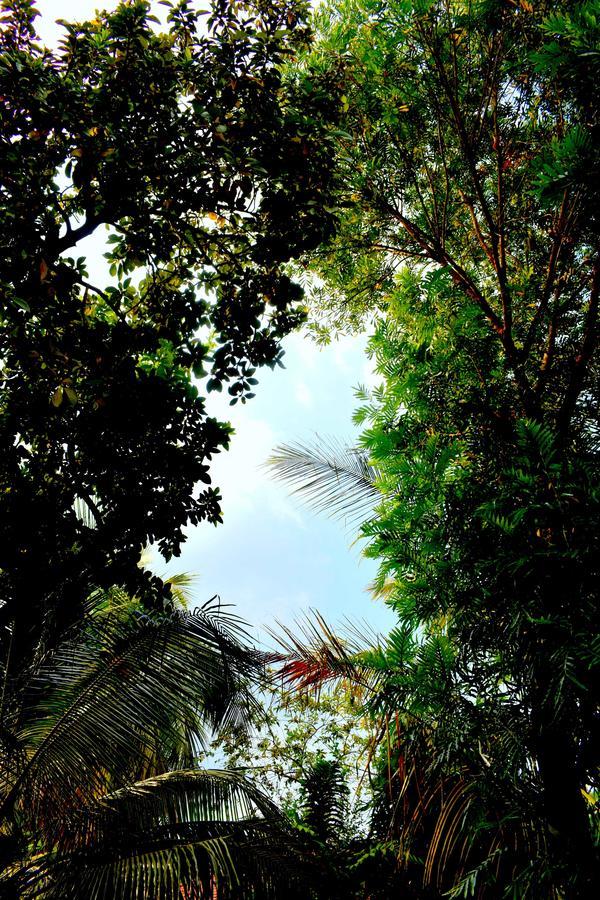 Villa Tulip Garden Anuradhápura Exteriér fotografie